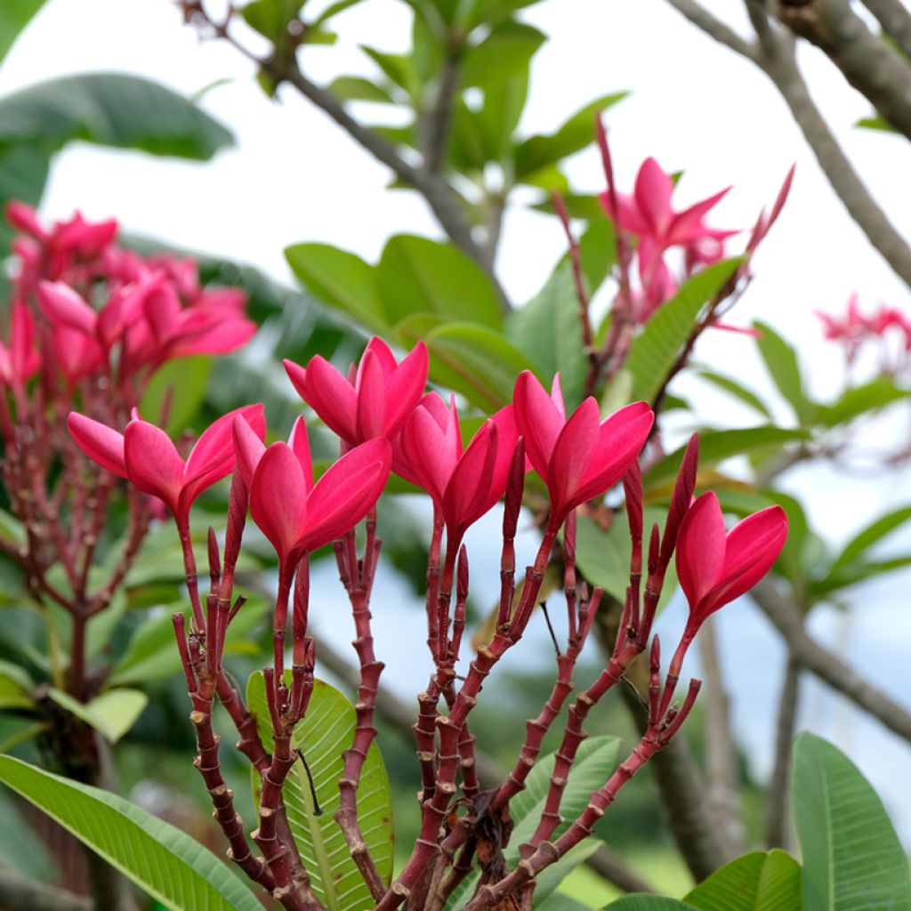 Plumeria rubra - Frangipanier rouge ou commun