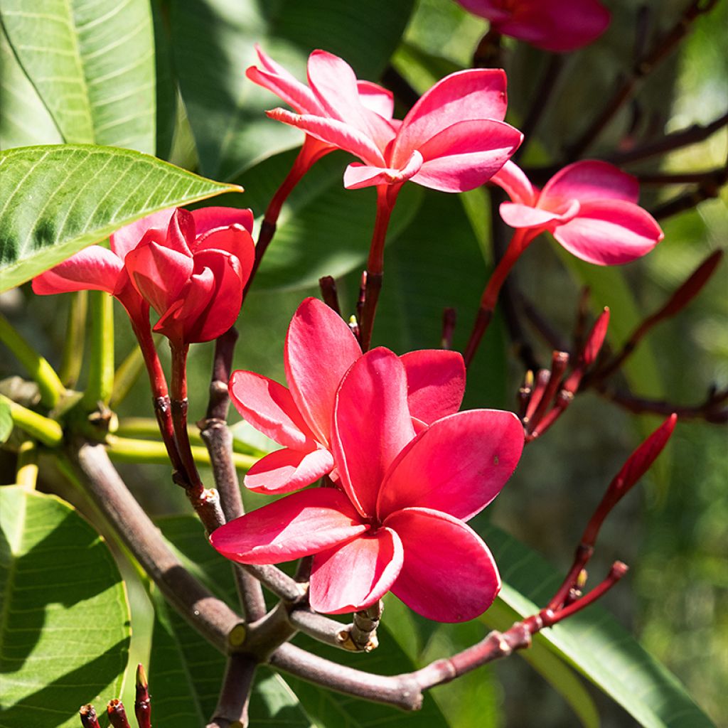 Plumeria rubra - Frangipanier rouge ou commun