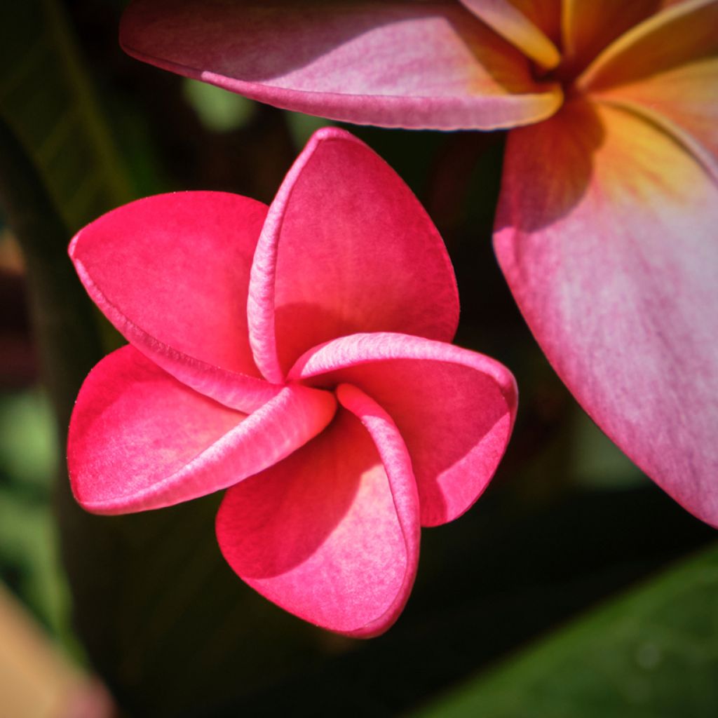 Plumeria rubra - Frangipanier rouge ou commun