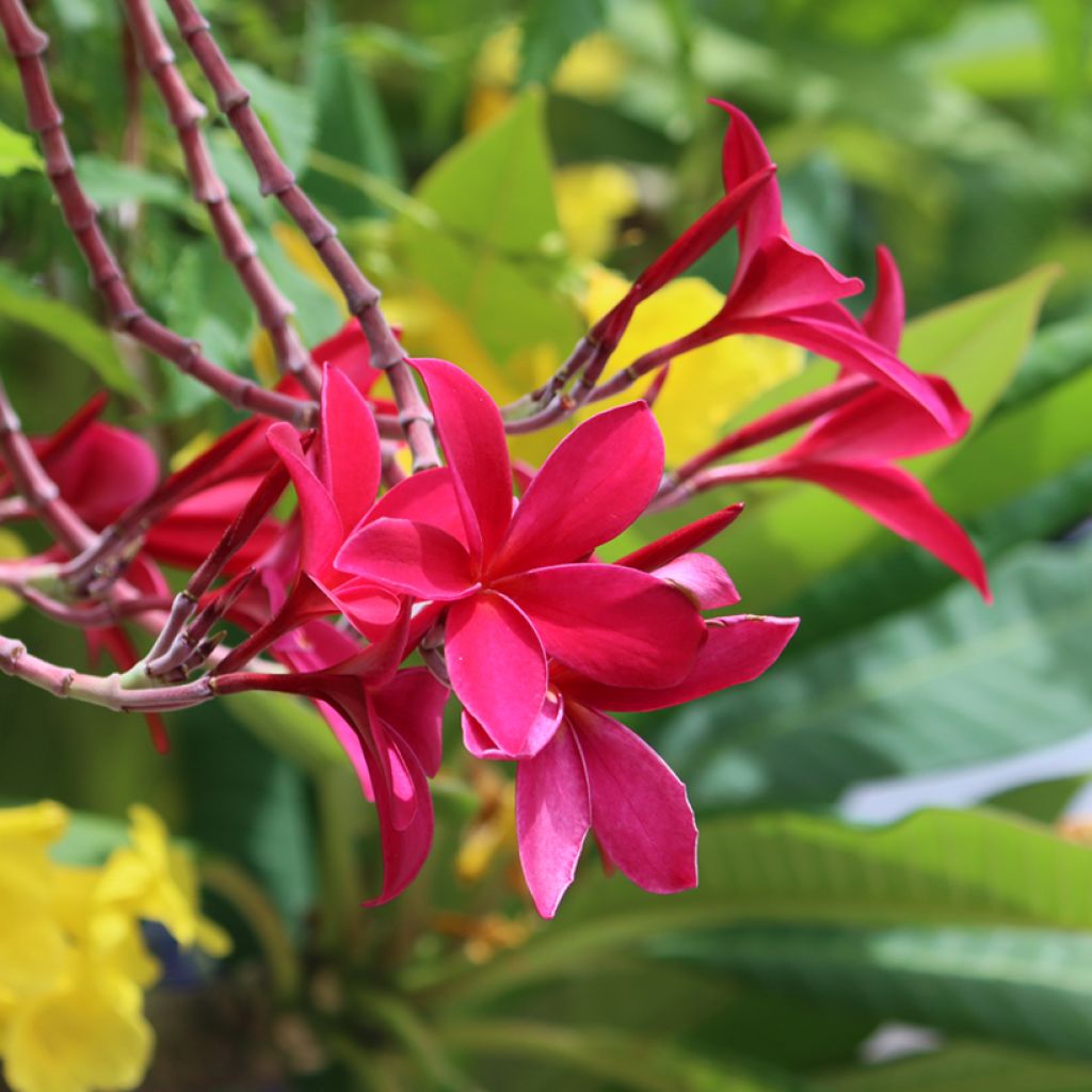 Plumeria rubra - Frangipanier rouge ou commun