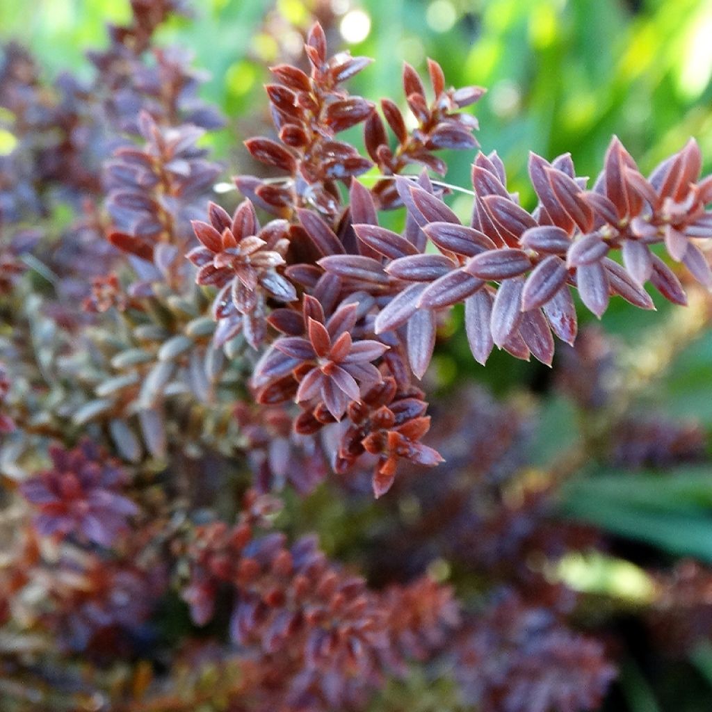 Podocarpus Chocolate Box