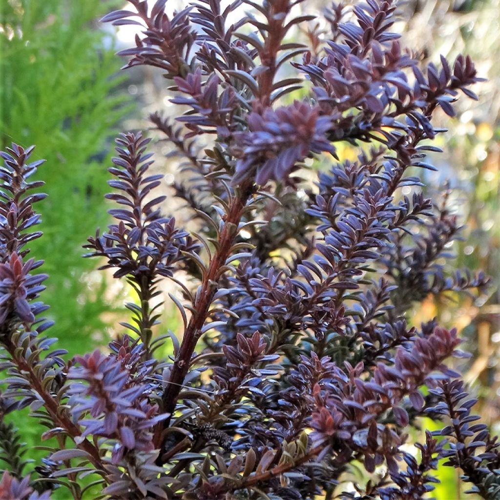 Podocarpus Chocolate Box