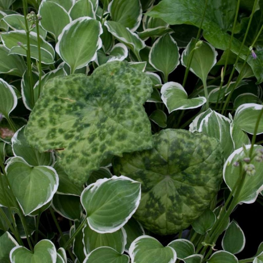 Podophyllum Spotty Dotty - Dysosma