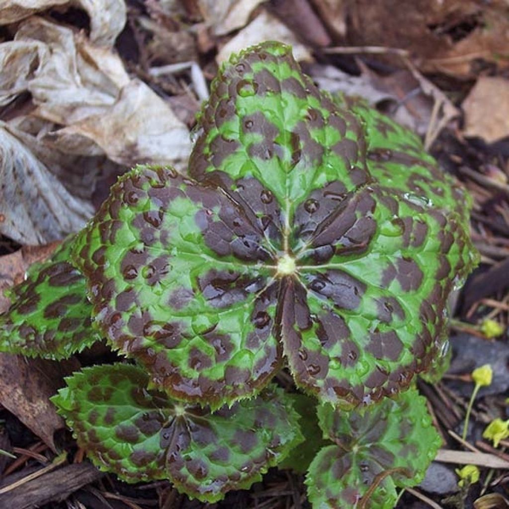 Podophyllum hexandrum, Podophyllum emodi