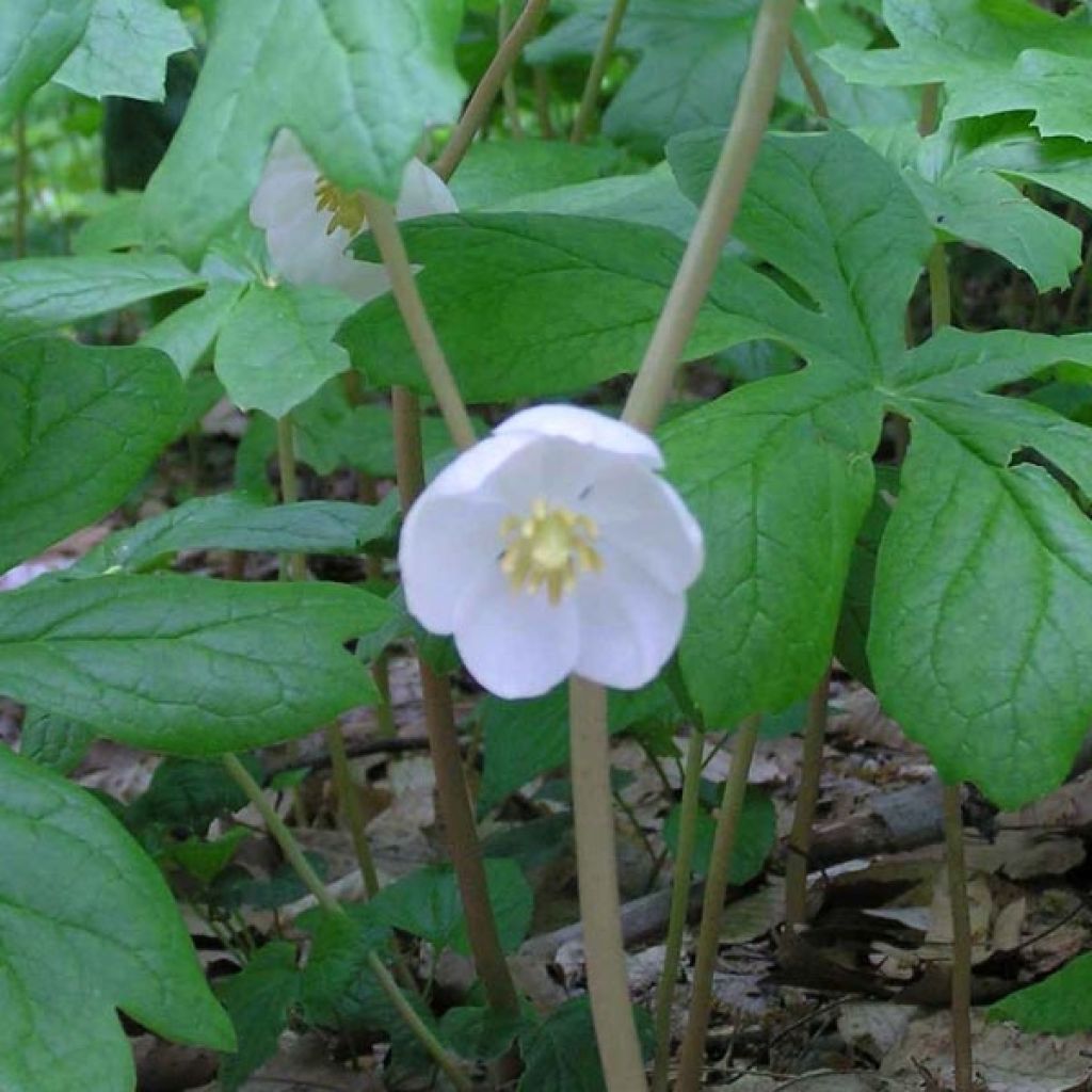 Podophyllum peltatum