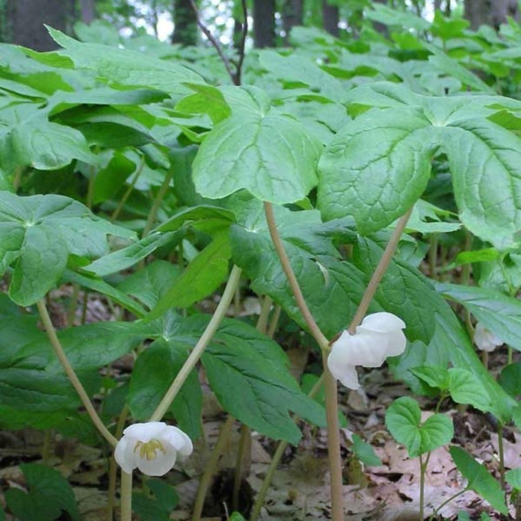 Podophyllum peltatum