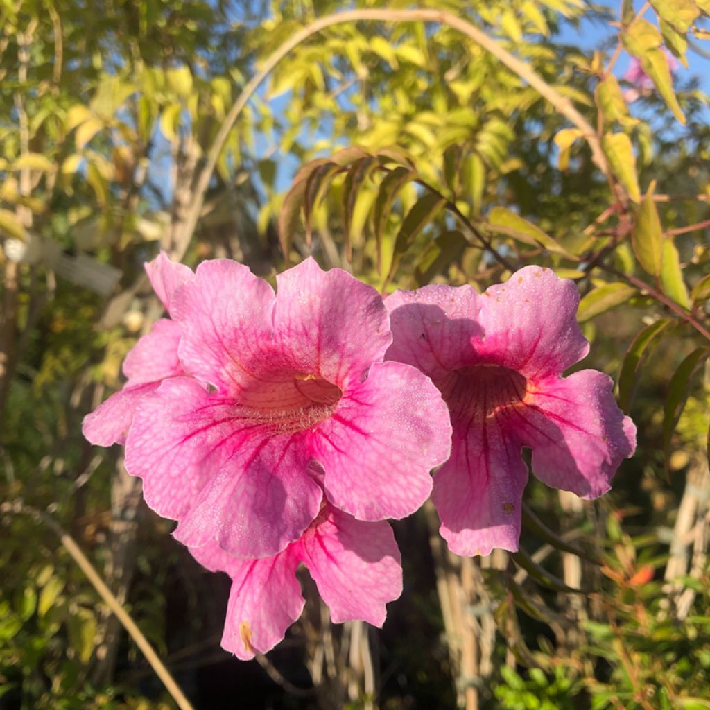 Podranea ricasoliana - Bignone rose