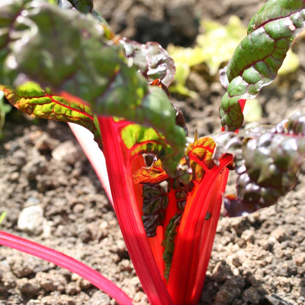 Poirée Rhubarb Card à carde rouge Bio - Ferme de Sainte Marthe