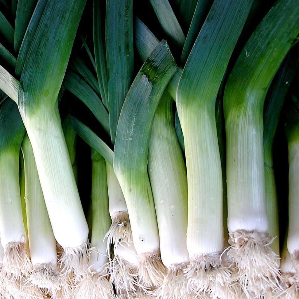 Poireau Leblond - Allium porrum