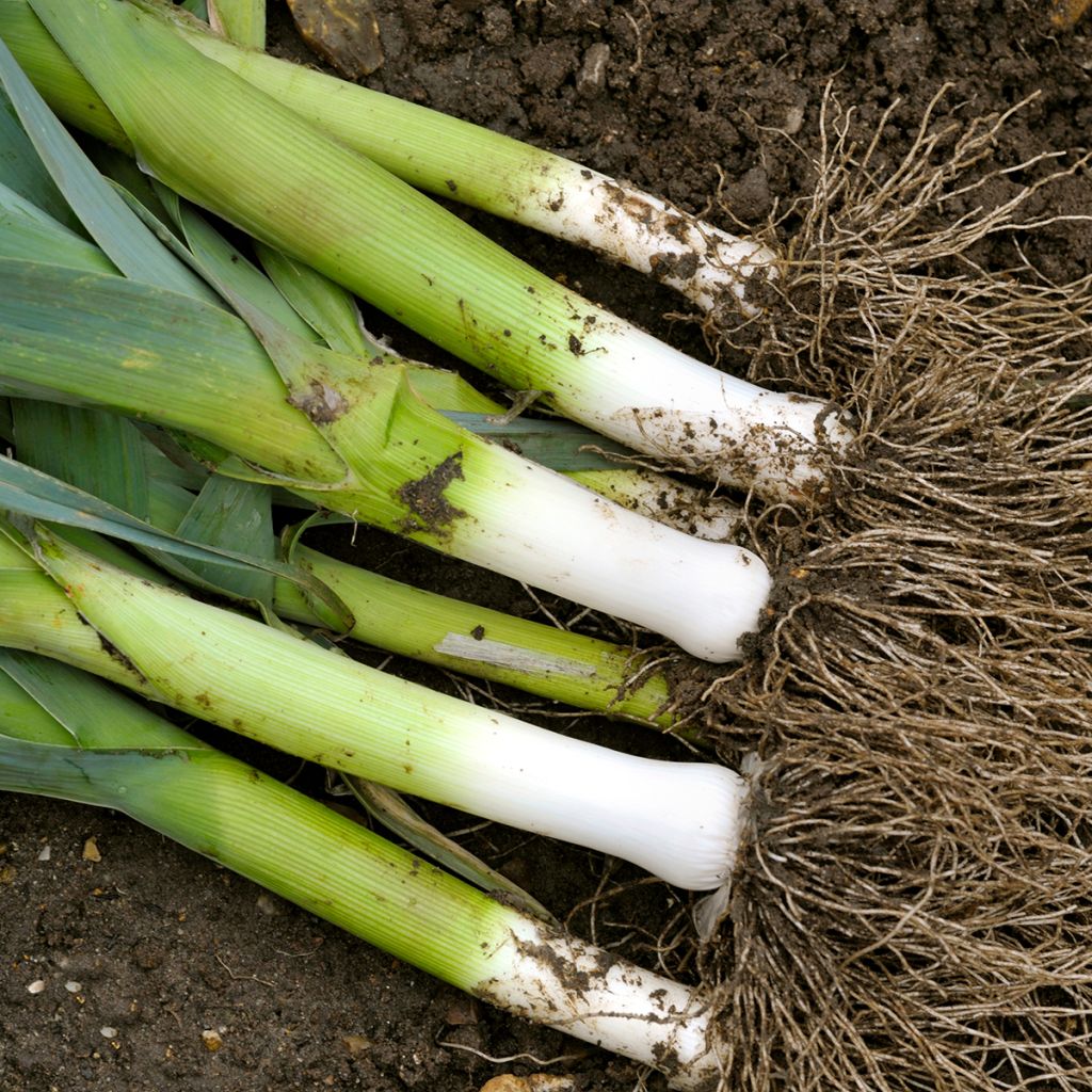 Monstruex d'Elbeuf Leek seeds - Allium porrum