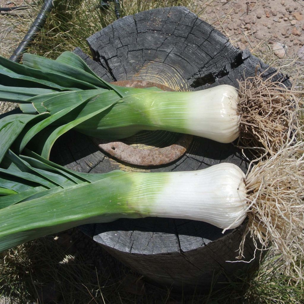 Poireau Monstrueux de Carentan Bio - Allium porrum   