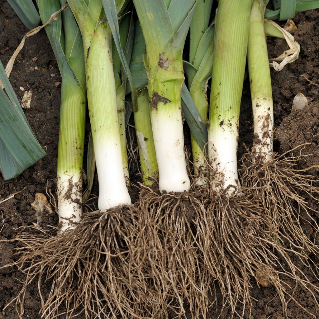 Leek Carentan 2 - Vilmorin Seeds