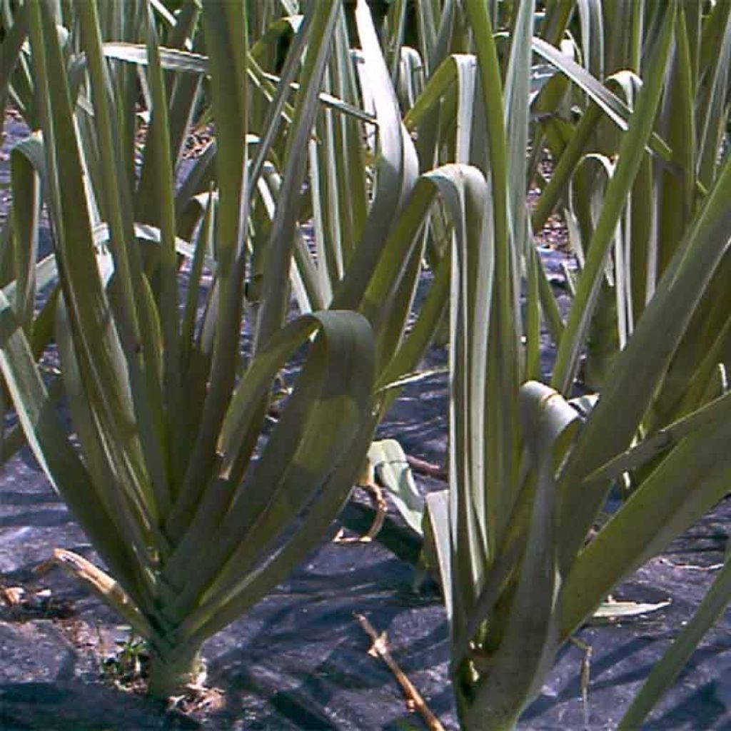 Poireau perpétuel des vignes - Allium ampeloprasum - Poireau vivace