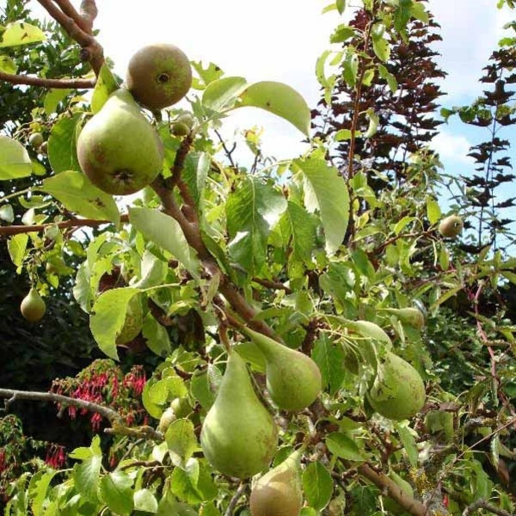 Pyrus communis Conférence - Pear Tree