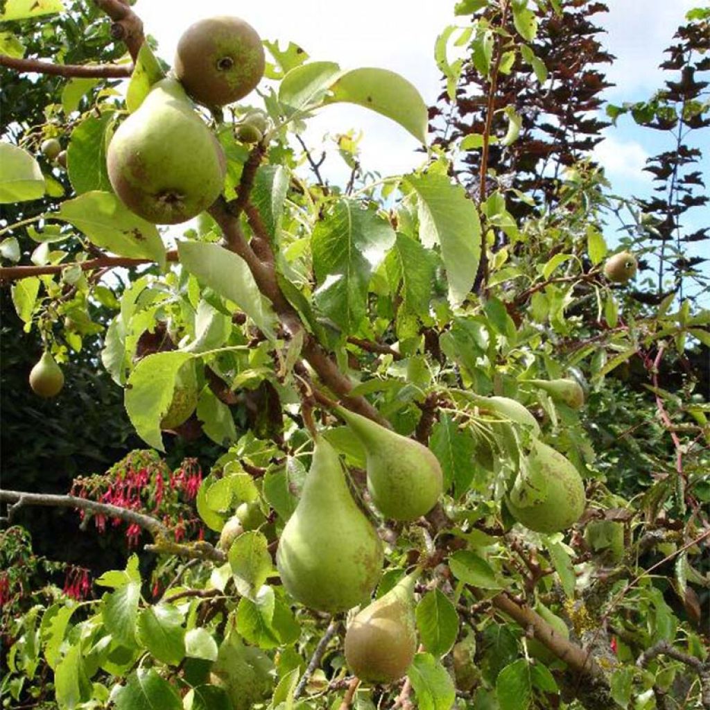 Pyrus communis Conférence - Pear Tree