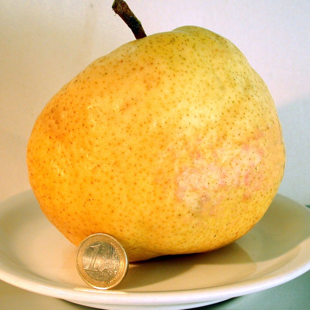 Pyrus communis Deveci - Pear Tree