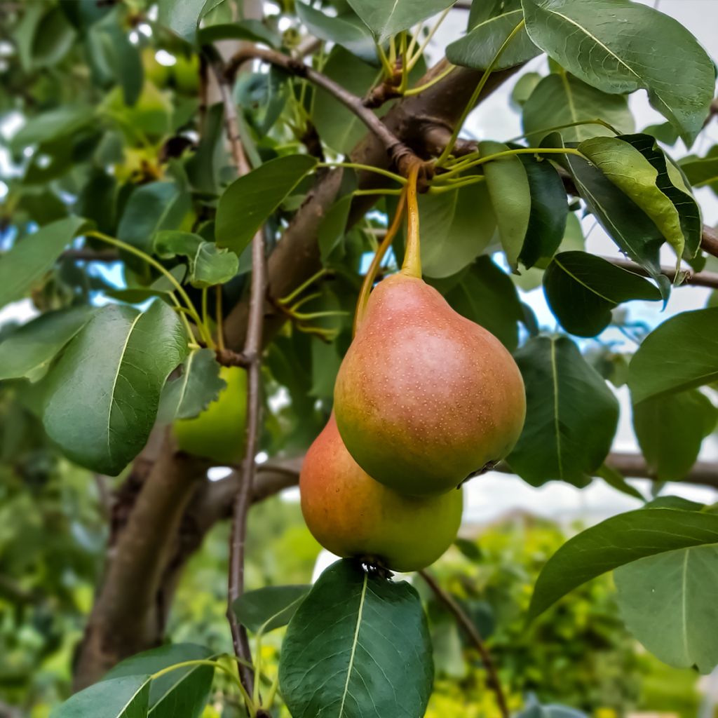 Poirier Sœur Grégoire - Pyrus communis