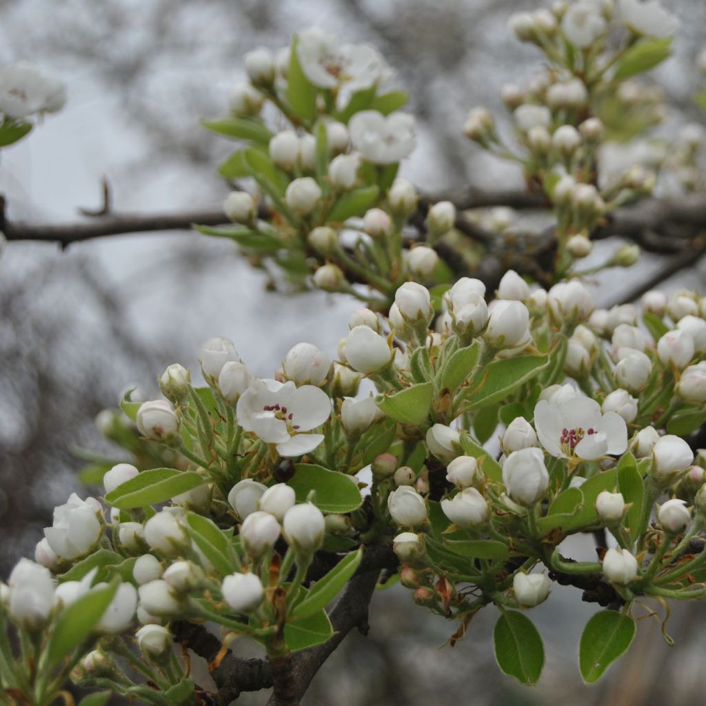 Pyrus communis Williams Bon Chrétien Pear Tree