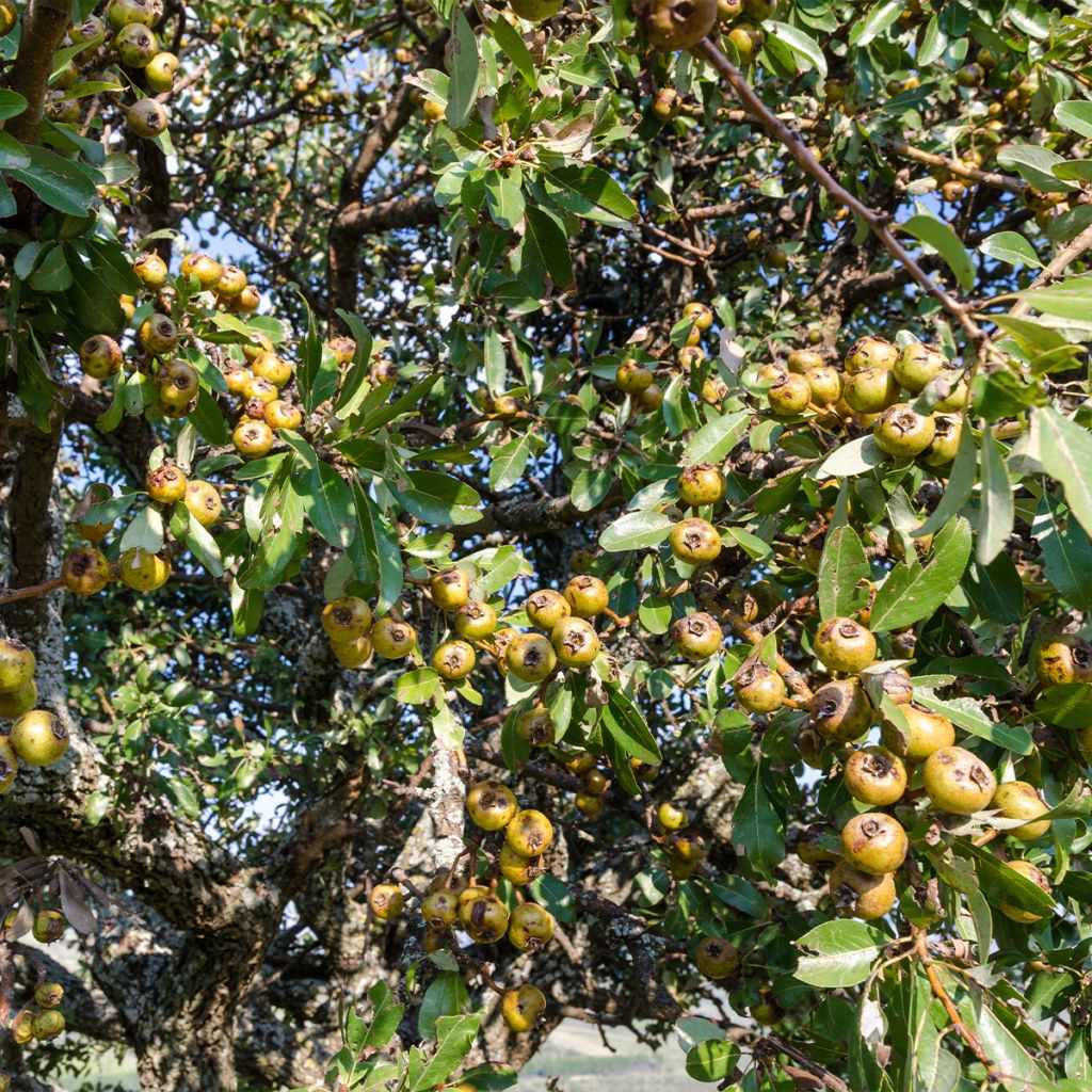 Wild Pear - Pyrus communis var. pyraster