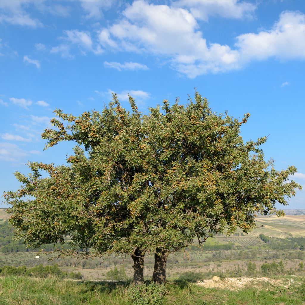 Wild Pear - Pyrus communis var. pyraster