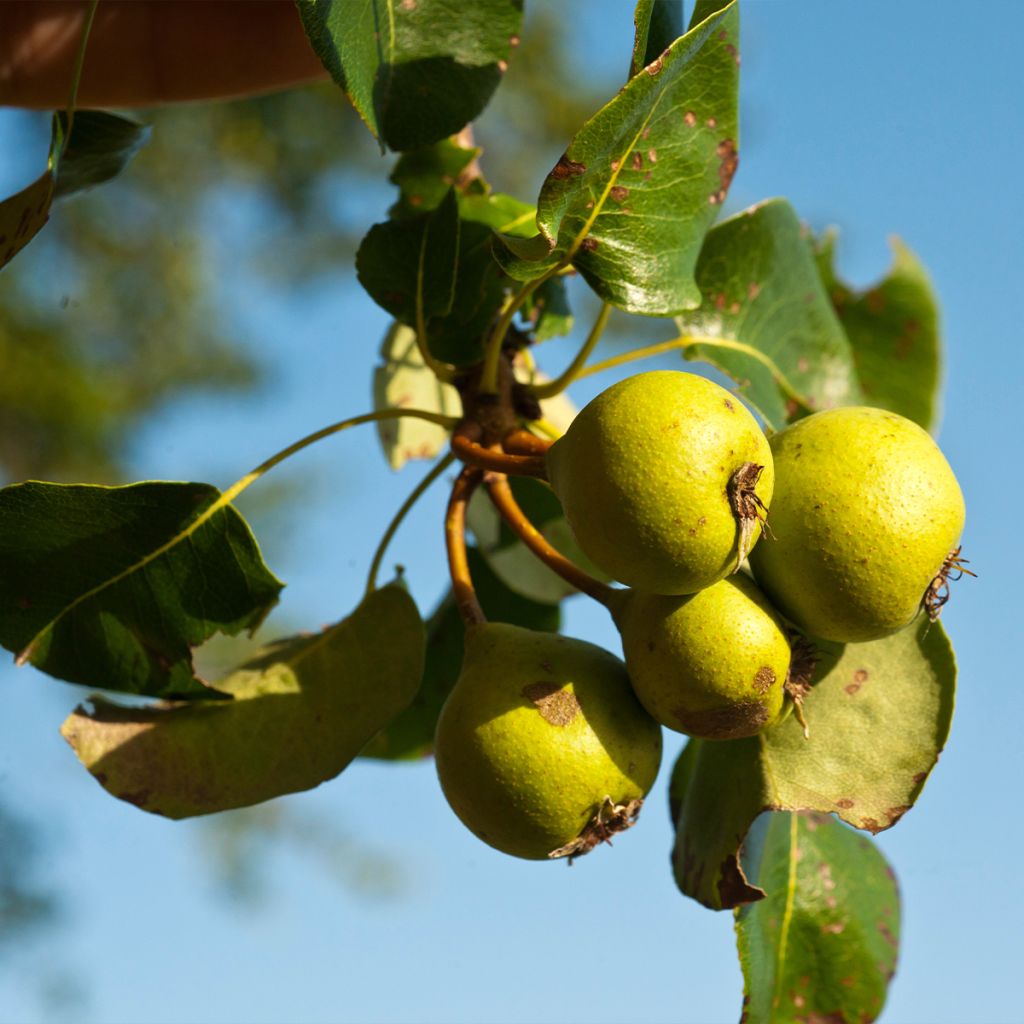 Wild Pear - Pyrus communis var. pyraster