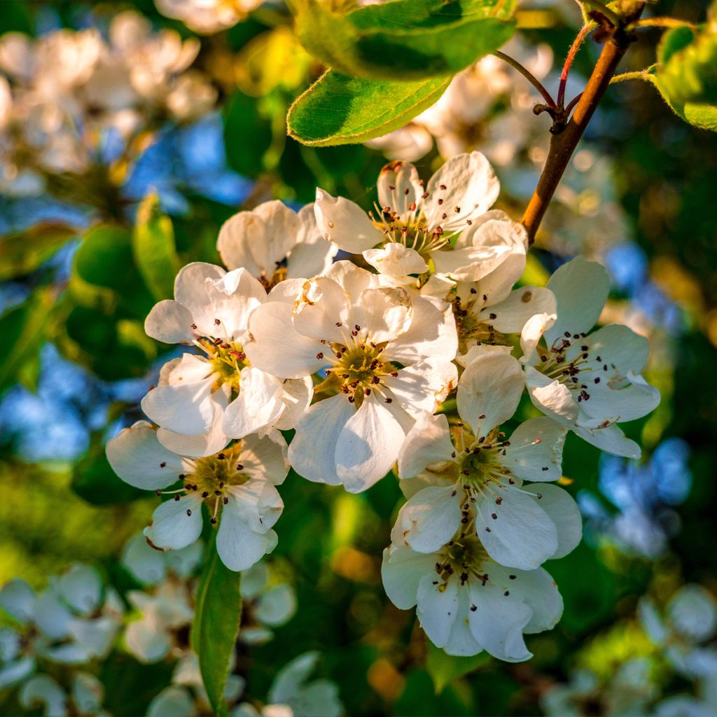 Wild Pear - Pyrus communis var. pyraster