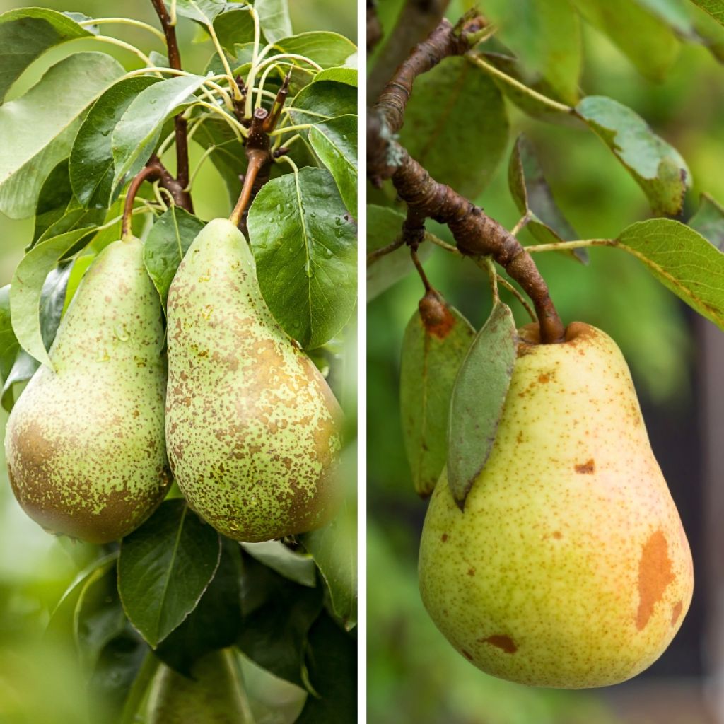 Pear tree Duo - Pyrus communis Conference and Williams