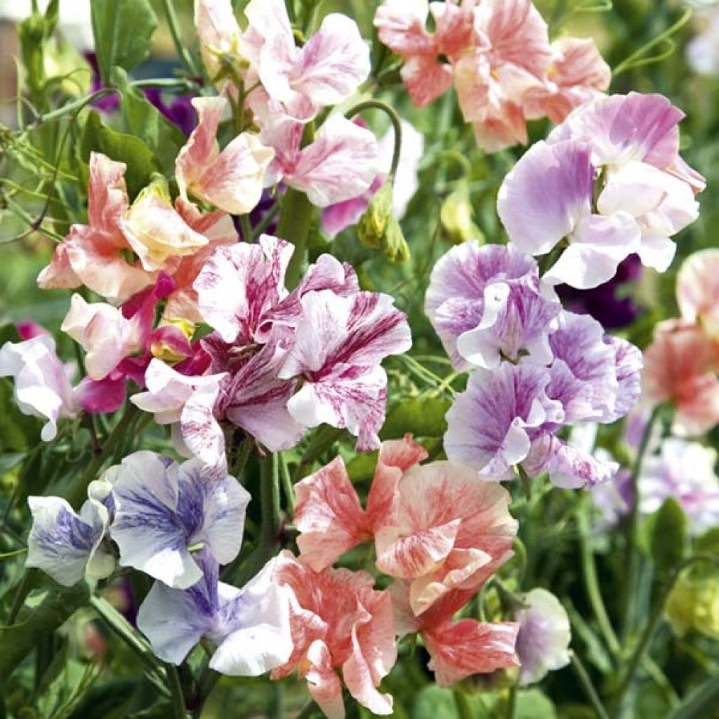 Lathyrus odoratus True Fragrance - Sweet Pea Seeds