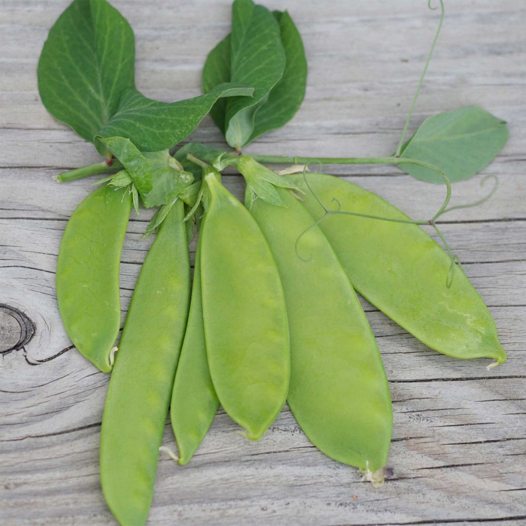 Dwarf Mangetout Pea Bamby - Ferme de Sainte Marthe seeds