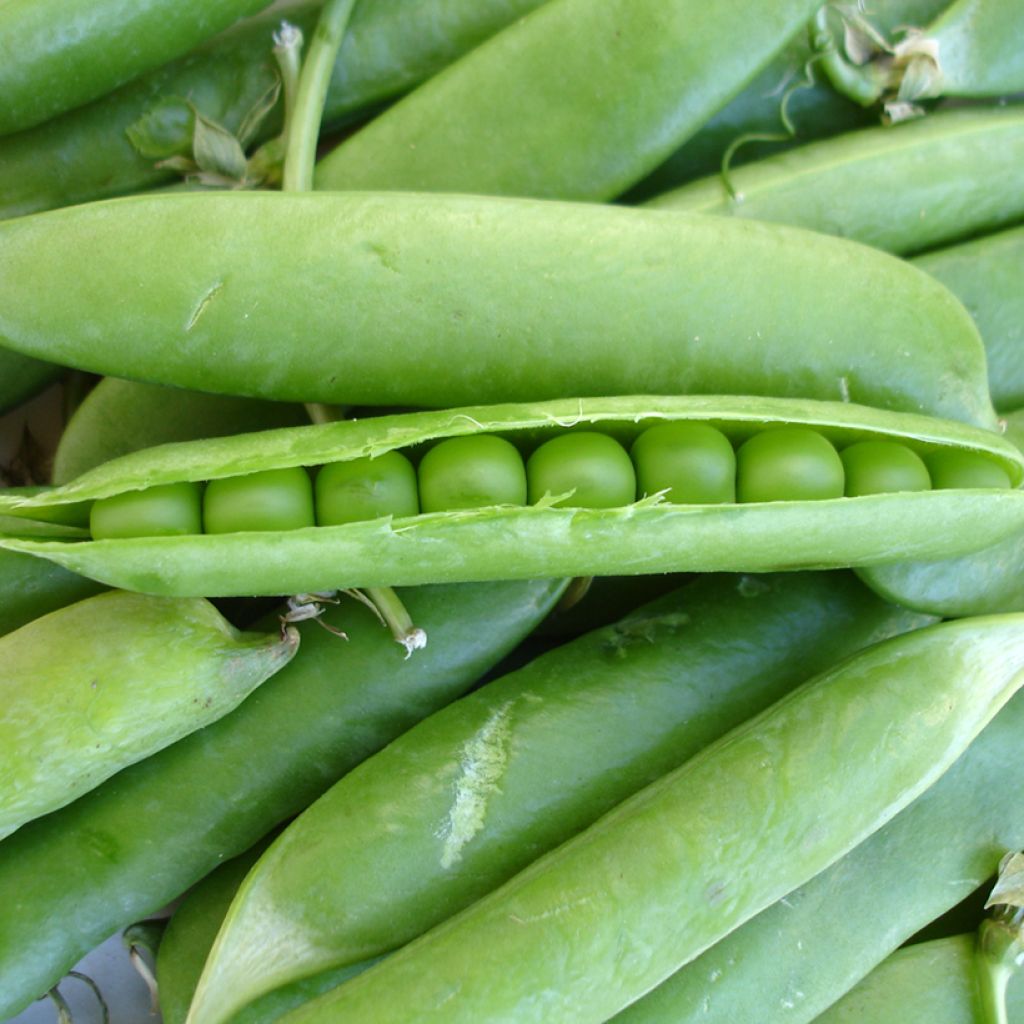 Jumbo Dwarf Pea