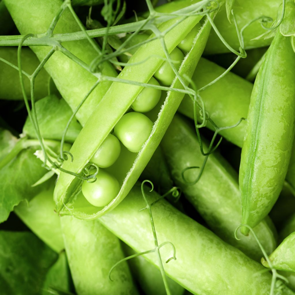 Dwarf Late Season Oasis Pea