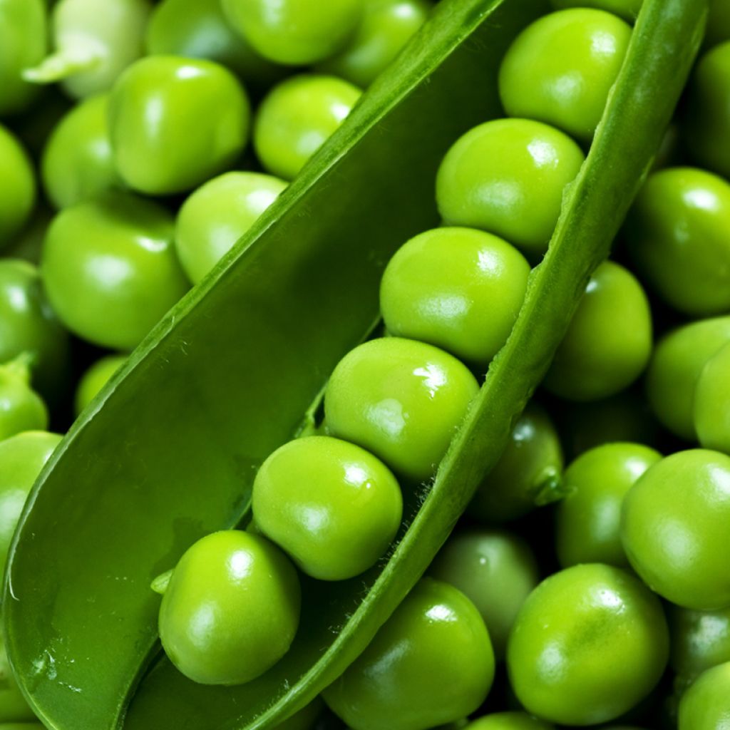 Dwarf Television Pea with Wrinkled Peas