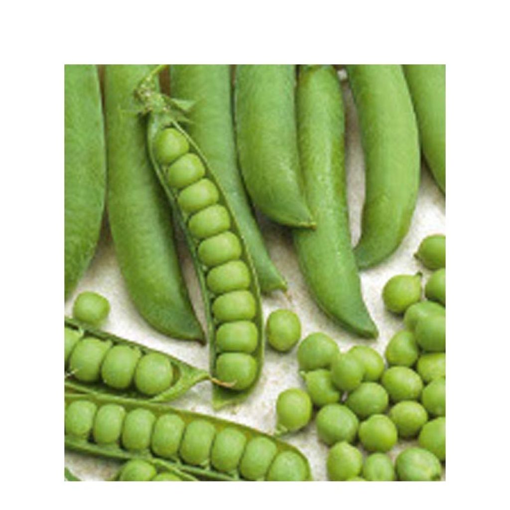 Dwarf Pea Cash