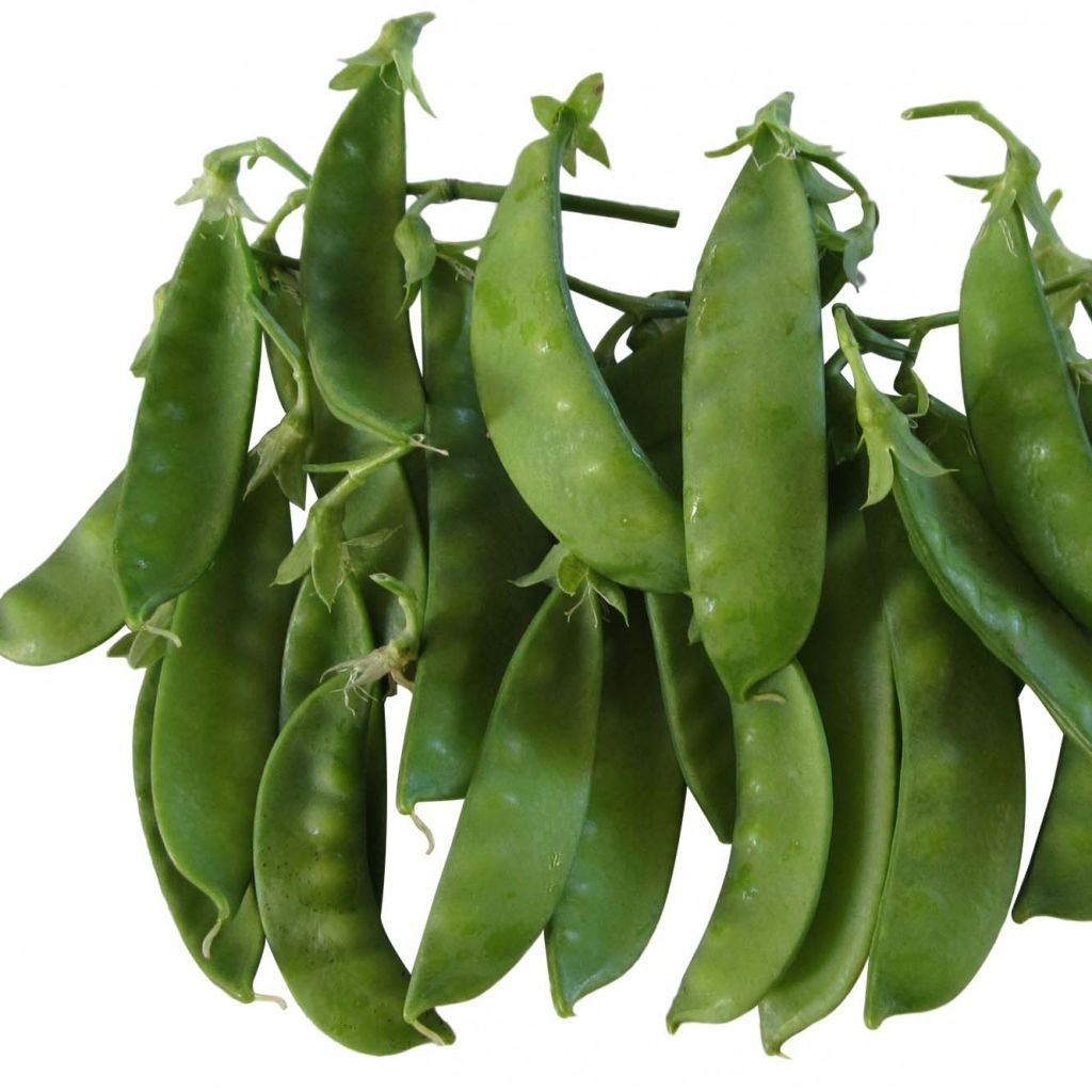 Dwarf Sugar Lace Mangetout Pea