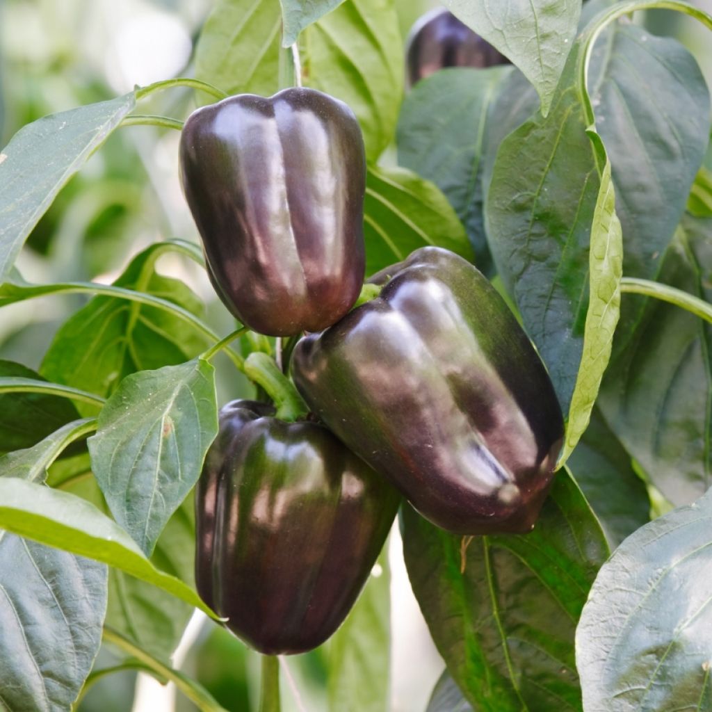 Organic Pepper Bellania F1 - Capsicum annuum