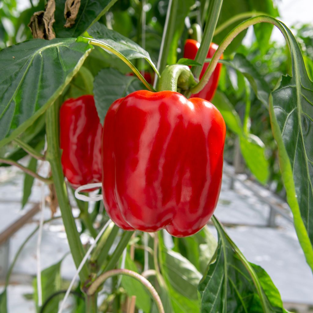 Sweet Pepper California Wonder
