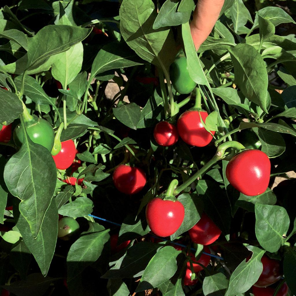 Pepper Dinero F1 - Capsicum annuum