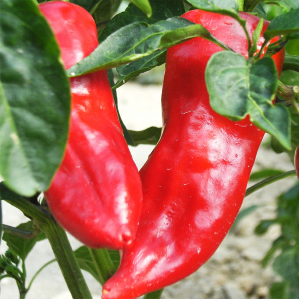 Poivron Lipari F1 en plants BIO - Poivron corne de taureau hybride - Capsicum annuum