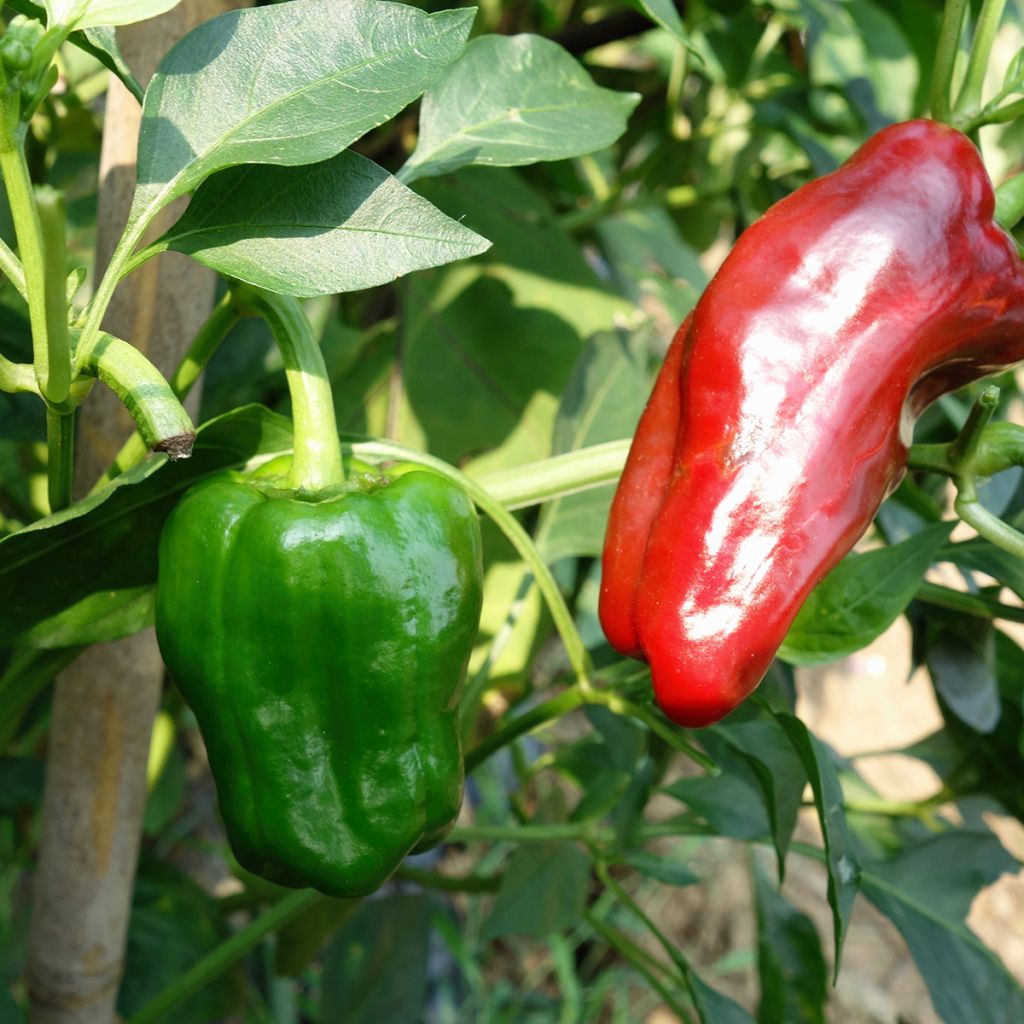 Sweet Pepper Marconi Rosso - Ferme de Sainte Marthe Seeds