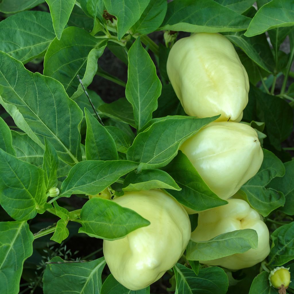 White Bell Pepper - Capsicum annuum