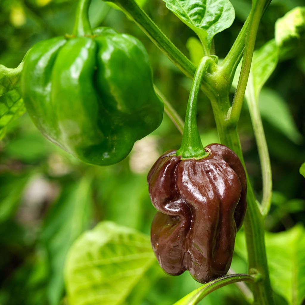 Sweet Pepper Mini Chocolate Bell - Ferme de Sainte Marthe seeds