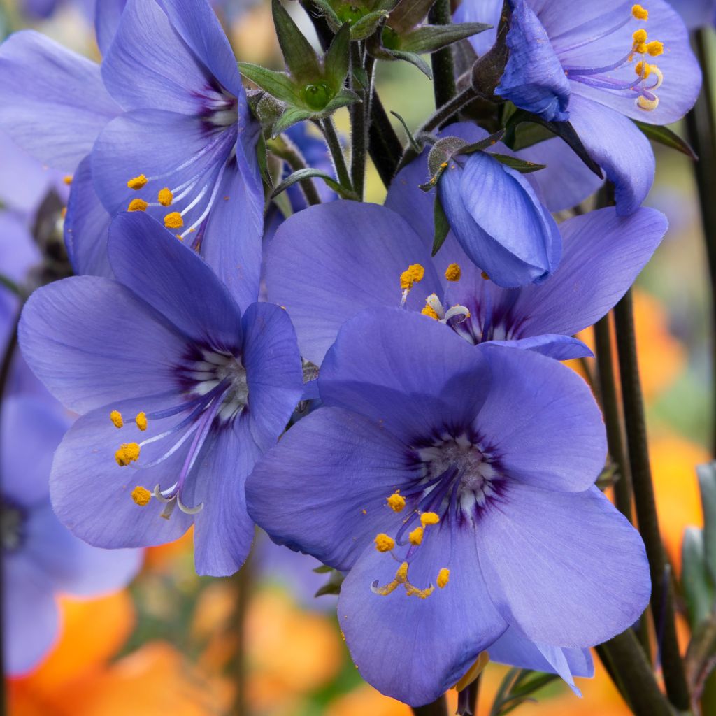 Polemonium Bressingham Purple