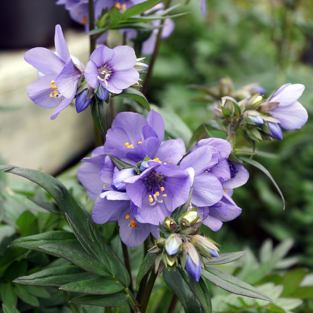 Polemonium Bressingham Purple