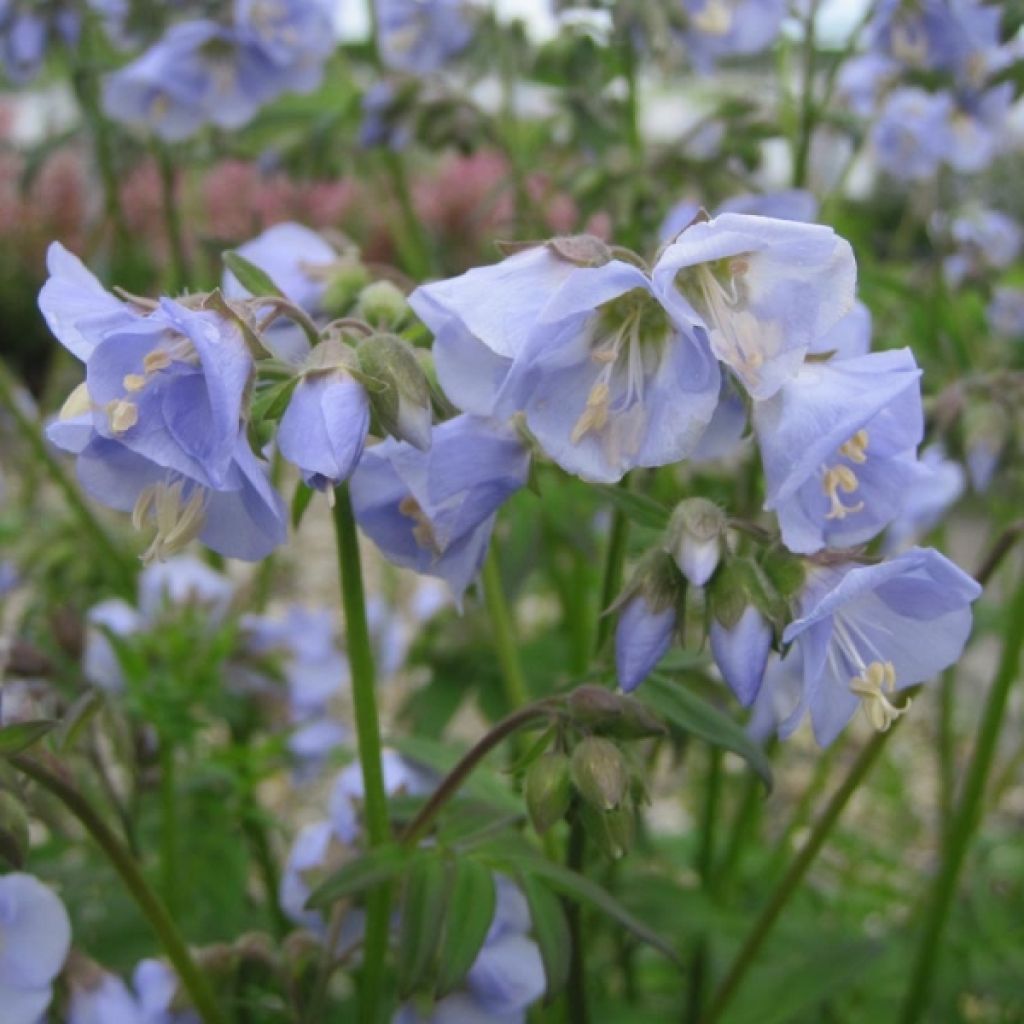 Polemonium Sonia's Bluebell - Valériane grecque