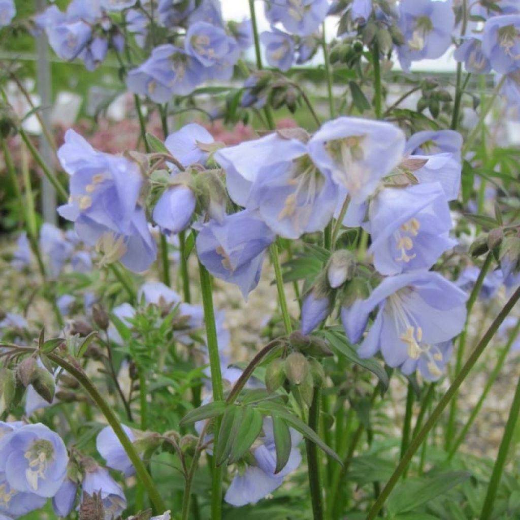 Polemonium Sonia's Bluebell
