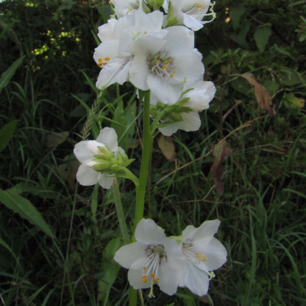 Polemonium caeruleum Album - Valériane grecque blanche