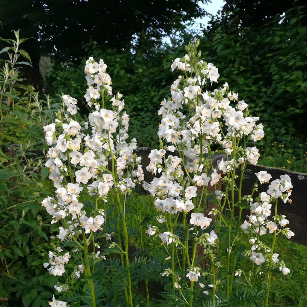 Polemonium caeruleum Album