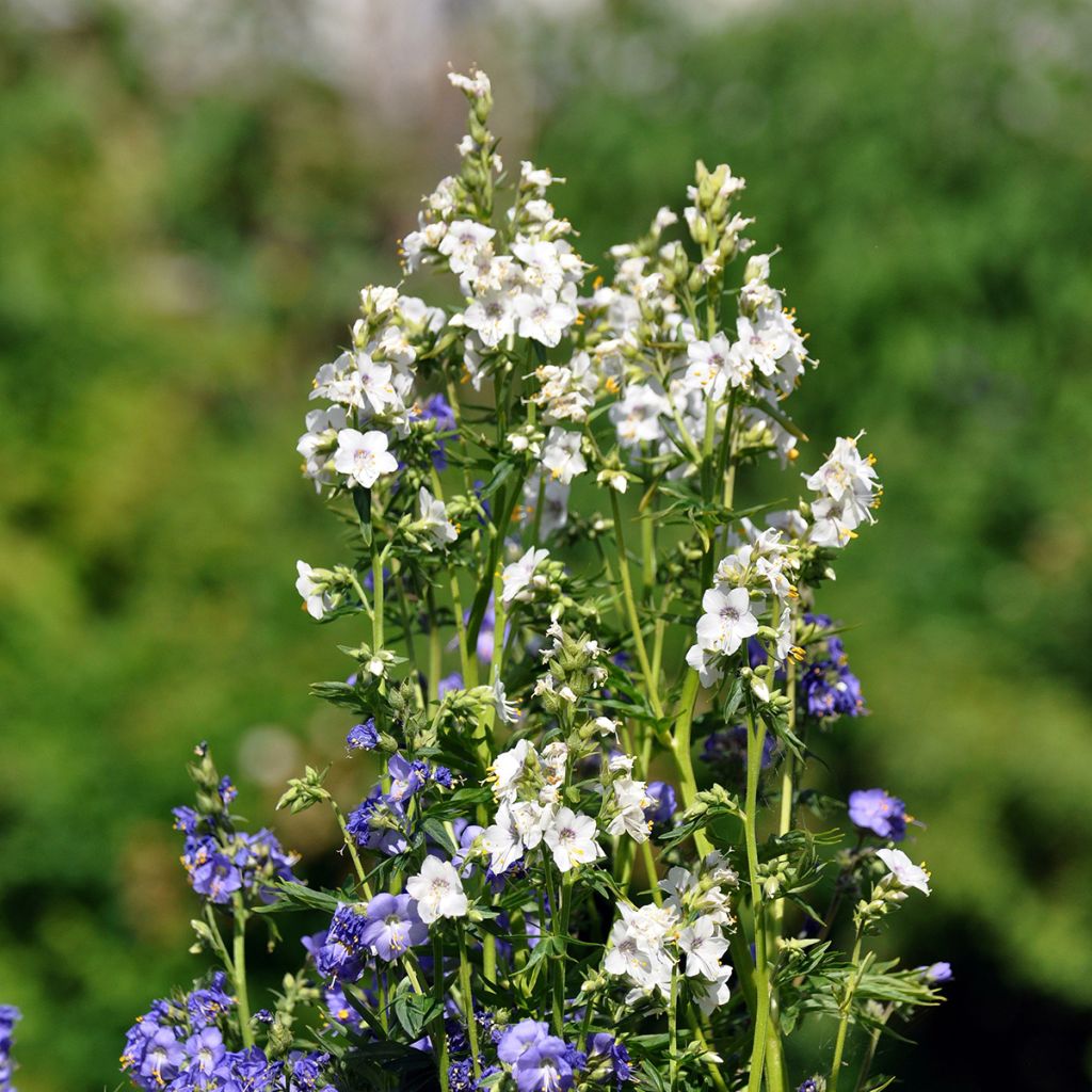 Polemonium caeruleum Album