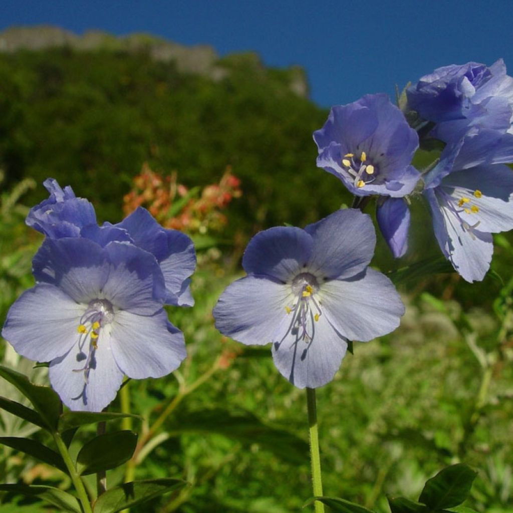 Polemonium yezoense Purple Rain - Valériane grecque