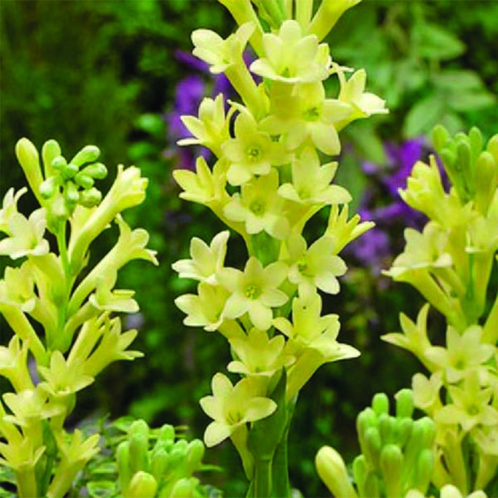 Polianthes tuberosa Super Gold - Tubéreuse simple Jaune.